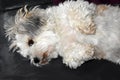 Havanese resting on the couch Royalty Free Stock Photo